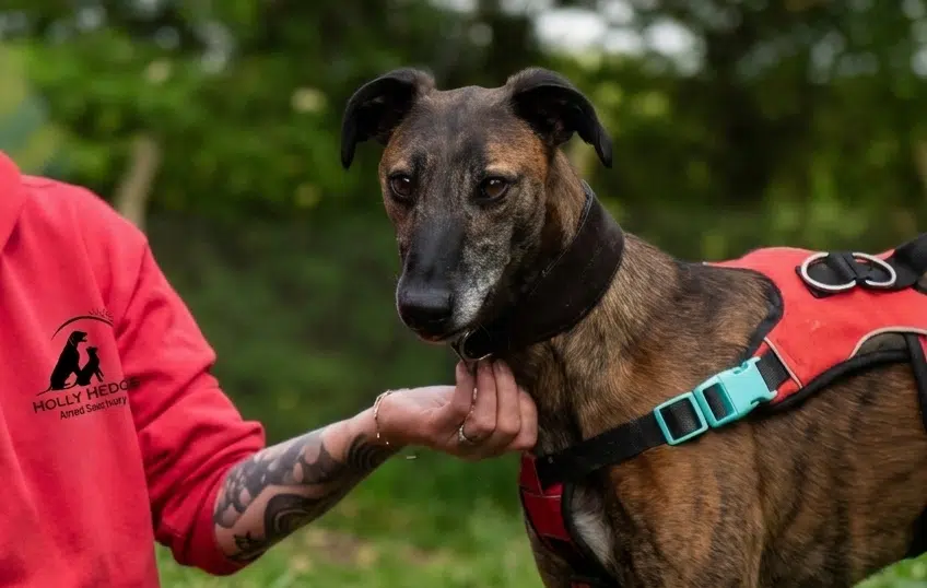 Holly Hedge Animal Sanctuary