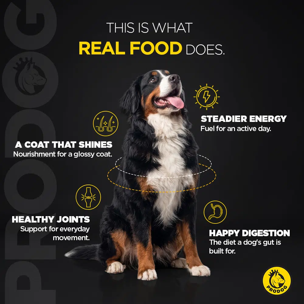 This is what real food does — steadier energy, happy digestion, a coat that shines