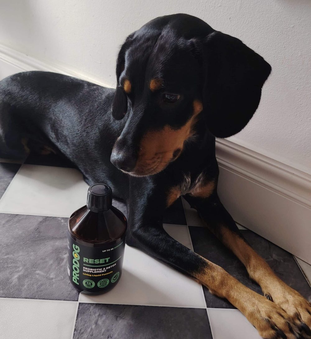 Three Weeks, One Very Different Honey: A Springer x Kelpie’s Transformation