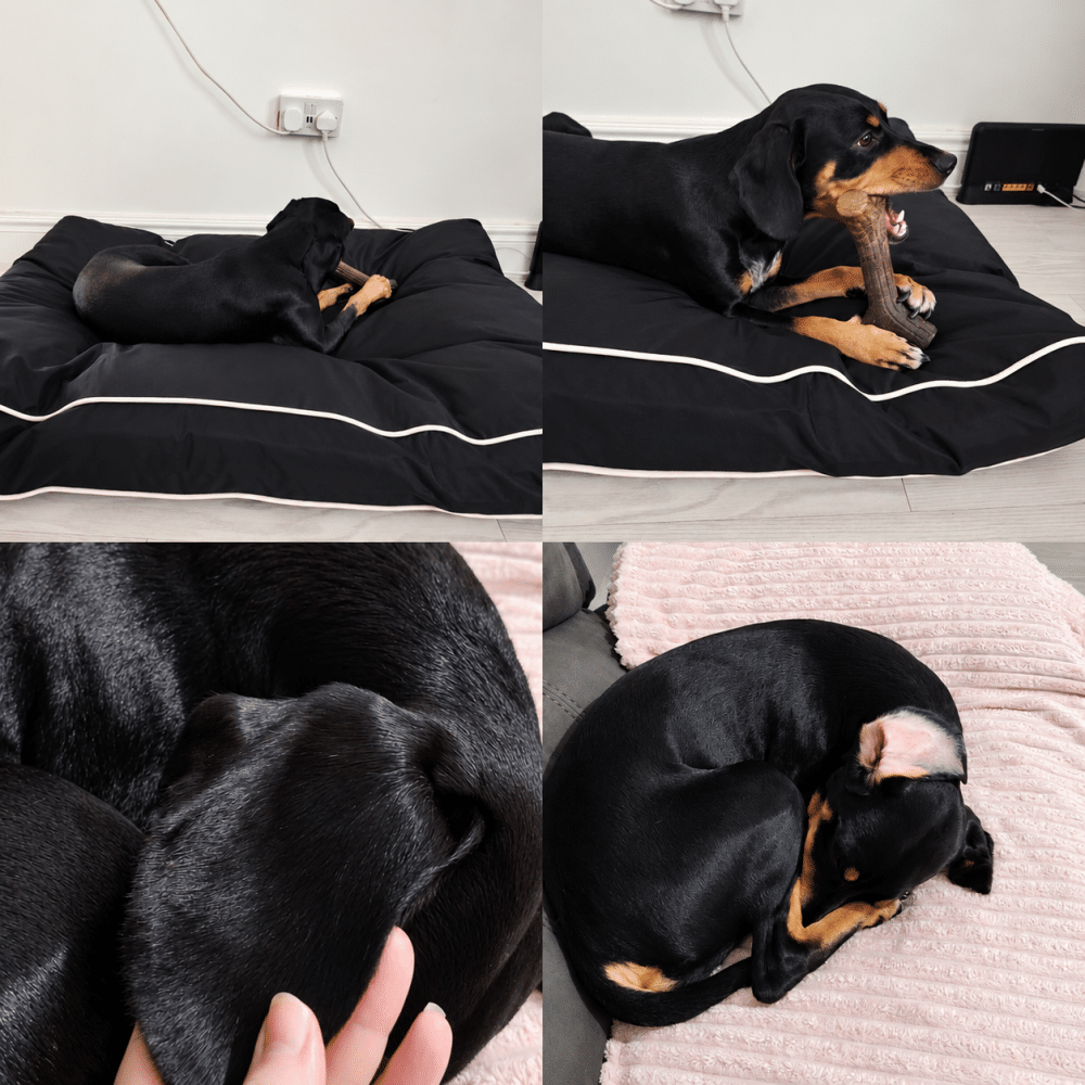 Honey after prodog raw and Reset