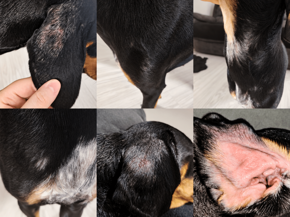 before prodog raw and reset