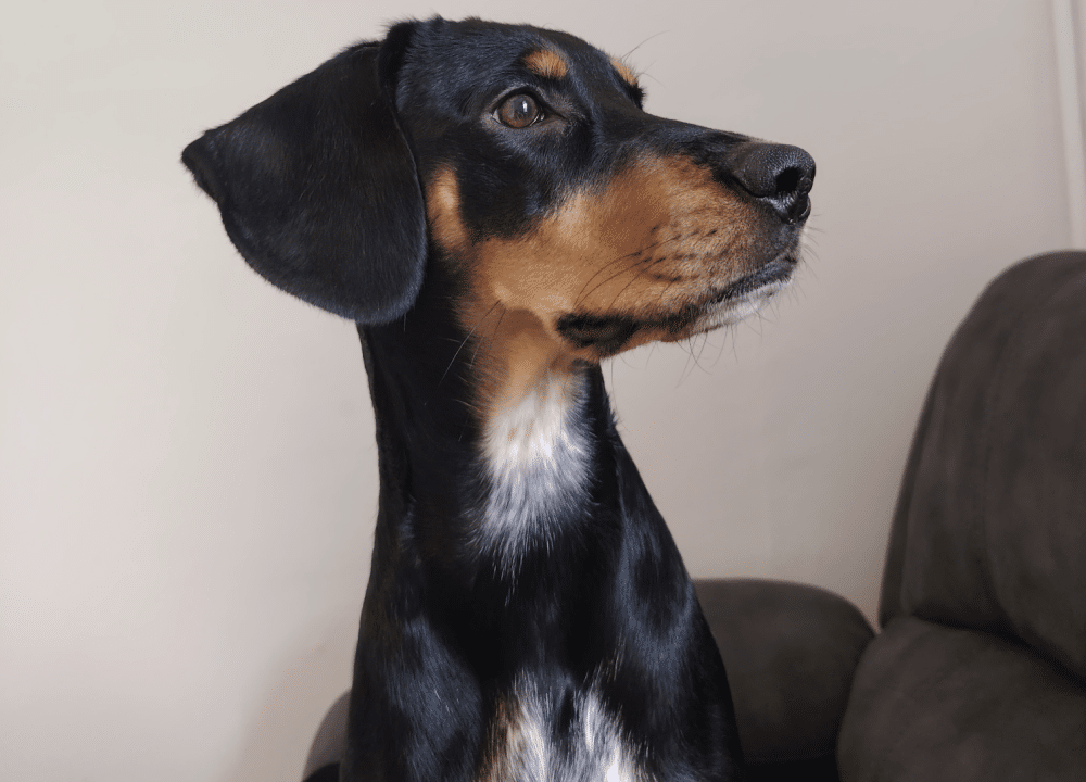 honey today