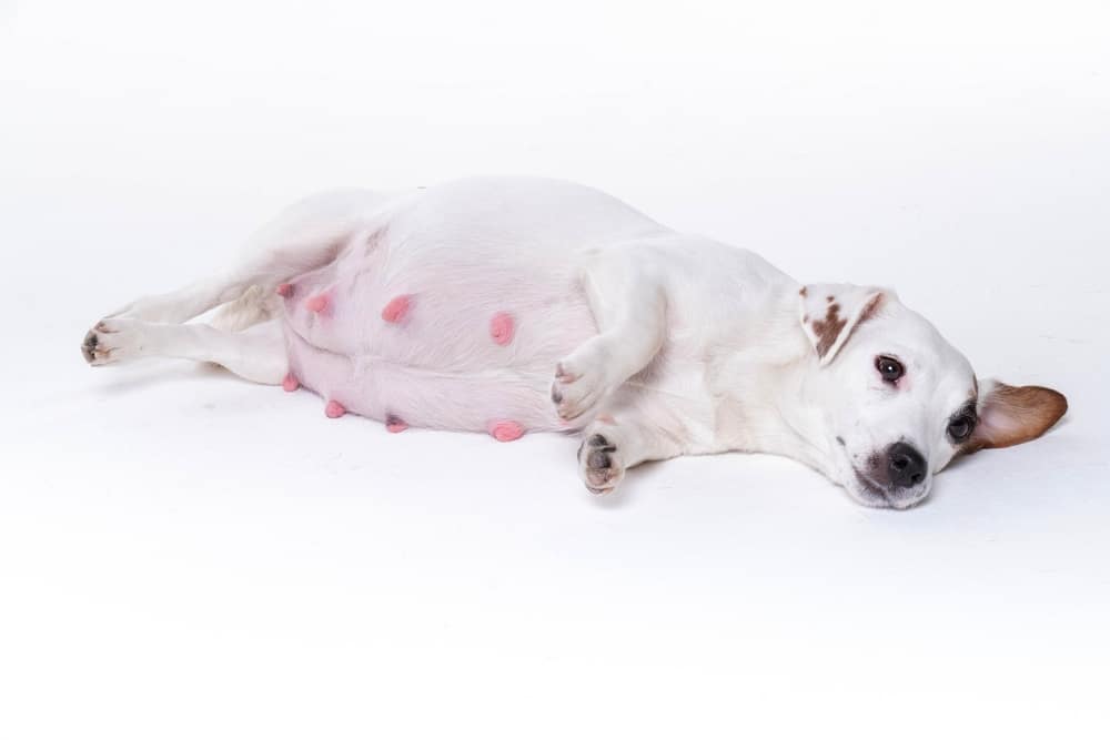 folic acid for pregnant dogs